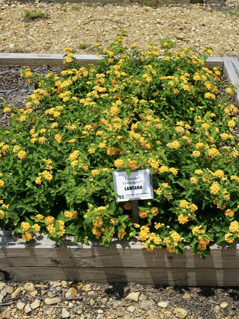 Lantana Luscious Goldengate - View 18 from www redcrocus com