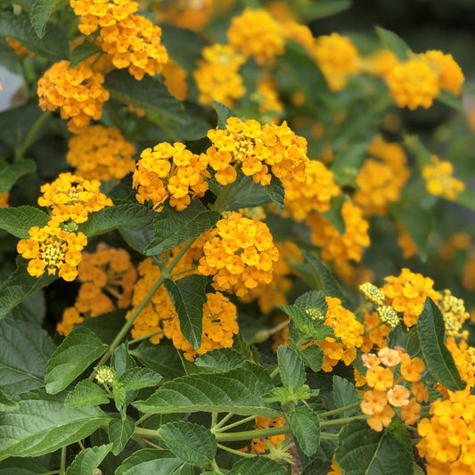 Lantana Luscious Goldengate - View 1 from www redcrocus com