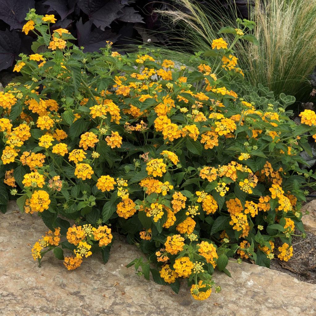 Lantana Luscious Goldengate - View 2 from www redcrocus com