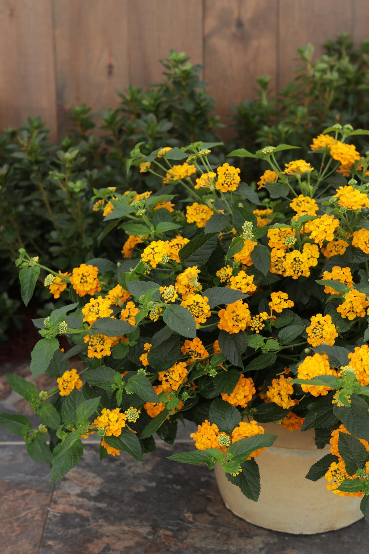 Lantana Luscious Goldengate - View 3 from www redcrocus com