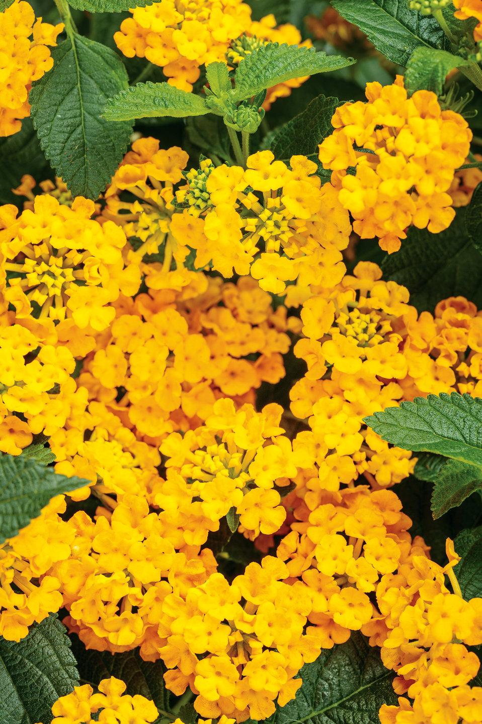 Lantana Luscious Goldengate - View 4 from www redcrocus com