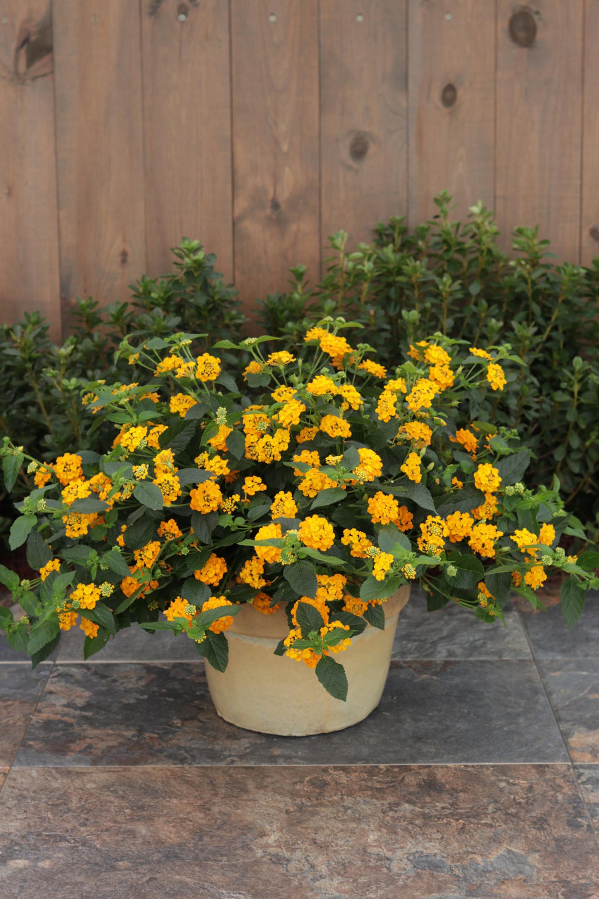 Lantana Luscious Goldengate - View 6 from www redcrocus com