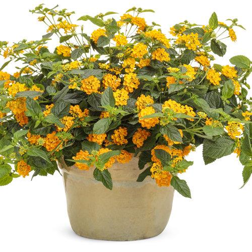 Lantana Luscious Goldengate - View 7 from www redcrocus com