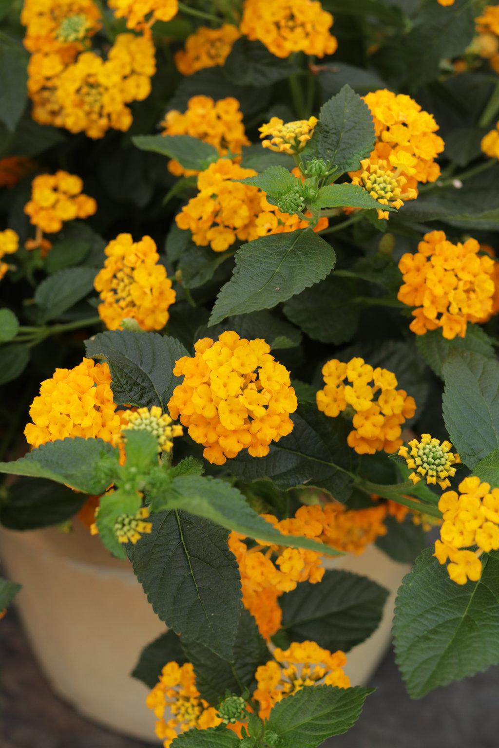 Lantana Luscious Goldengate - View 8 from www redcrocus com