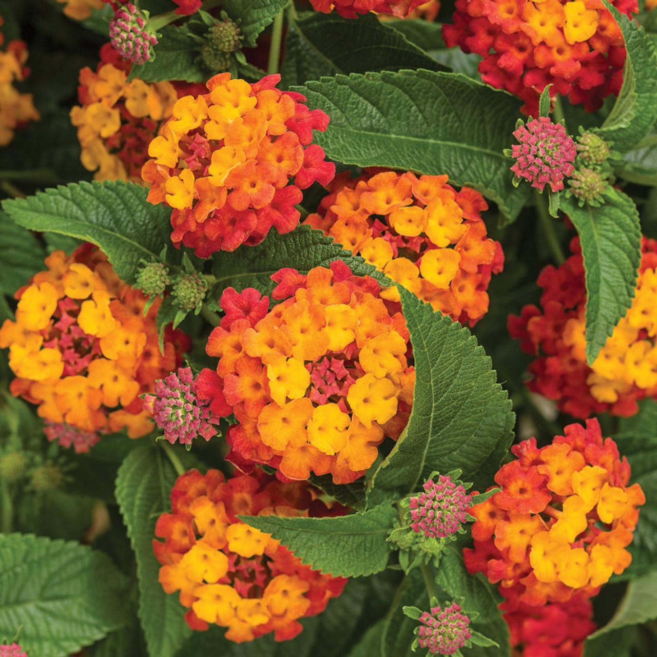 Lantana Luscious Goldengate - View 9 from www redcrocus com