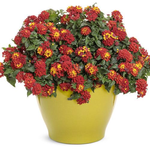 Lantana Luscious Royale Red Zone - View 11 from www redcrocus com