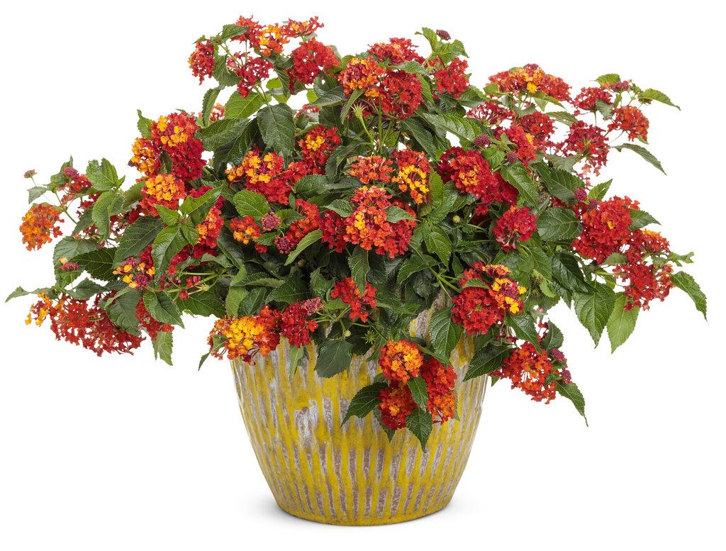 Lantana Luscious Royale Red Zone - View 12 from www redcrocus com