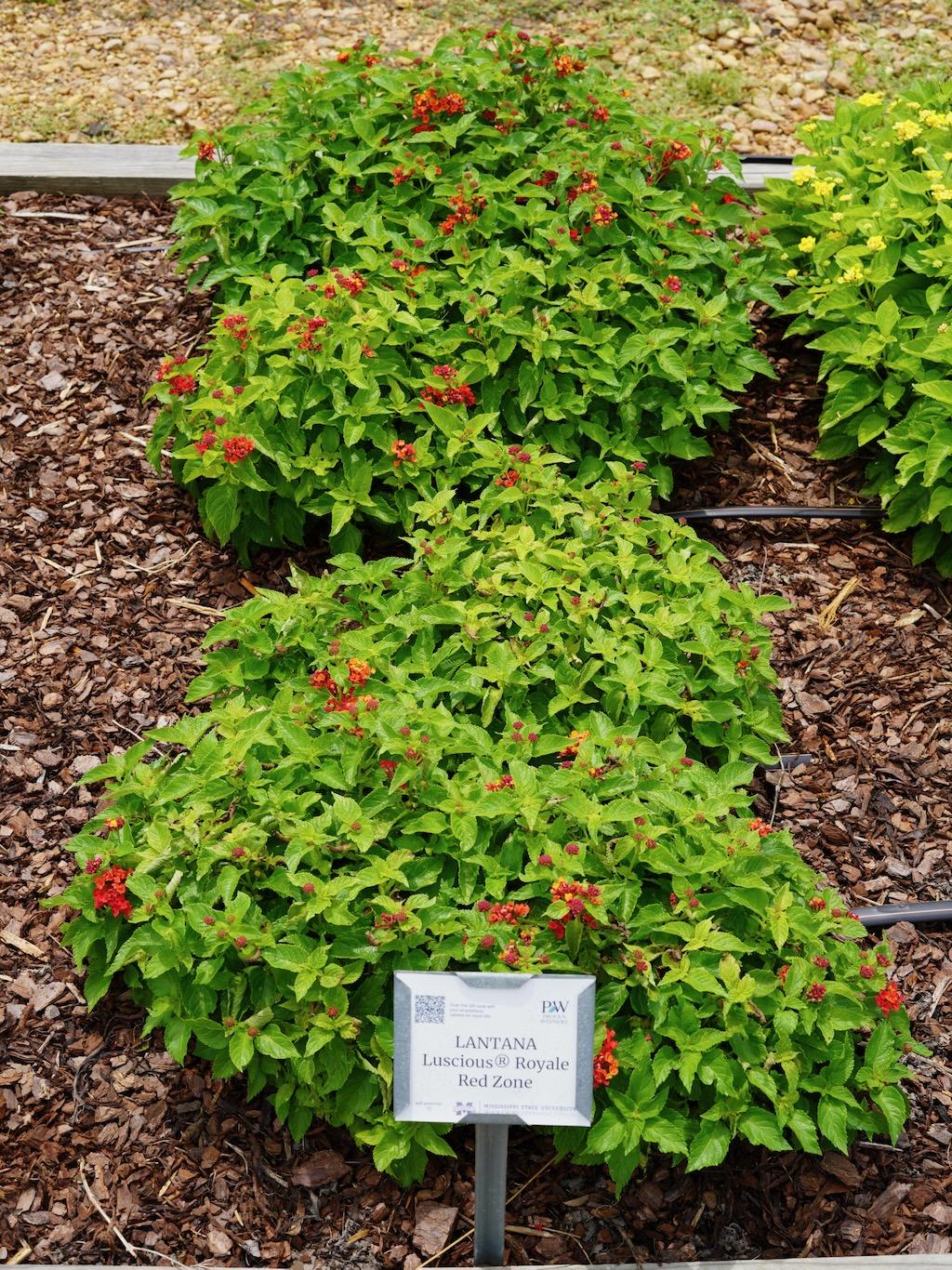 Lantana Luscious Royale Red Zone - View 14 from www redcrocus com