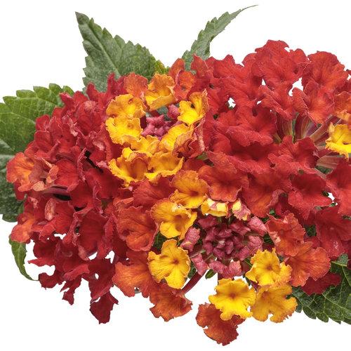 Lantana Luscious Royale Red Zone - View 15 from www redcrocus com