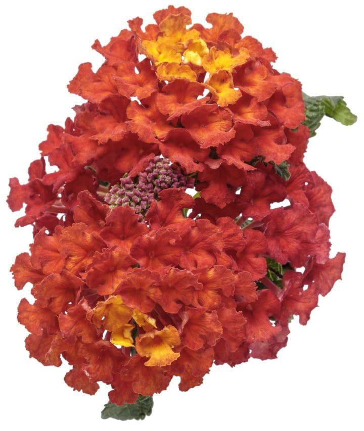 Lantana Luscious Royale Red Zone - View 16 from www redcrocus com