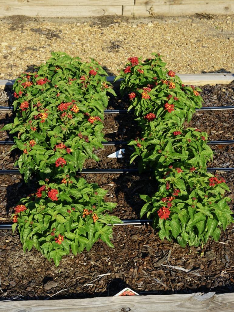Lantana Luscious Royale Red Zone - View 17 from www redcrocus com