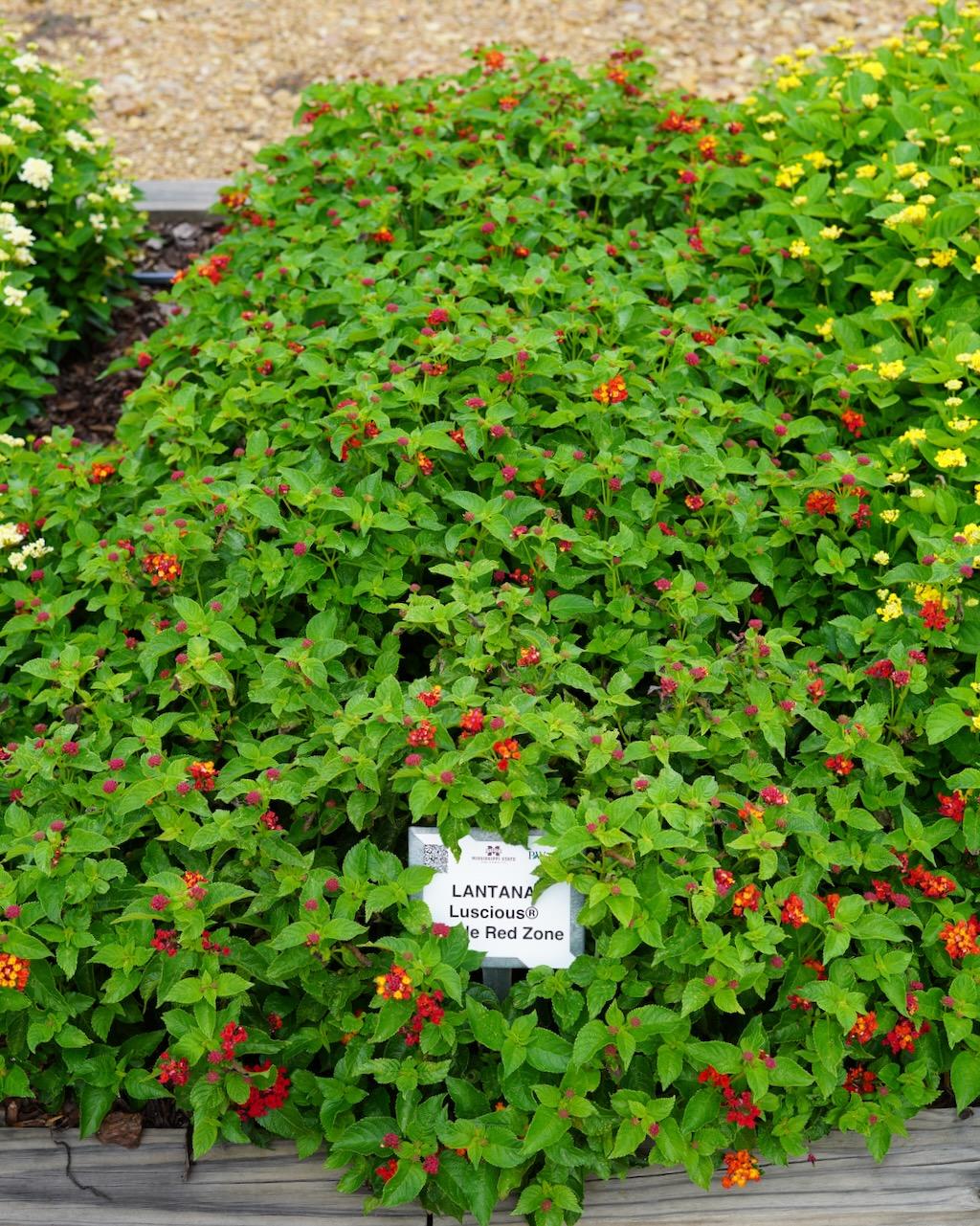 Lantana Luscious Royale Red Zone - View 18 from www redcrocus com