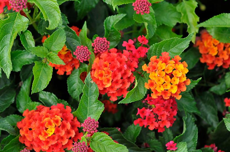 Lantana Luscious Royale Red Zone - View 19 from www redcrocus com