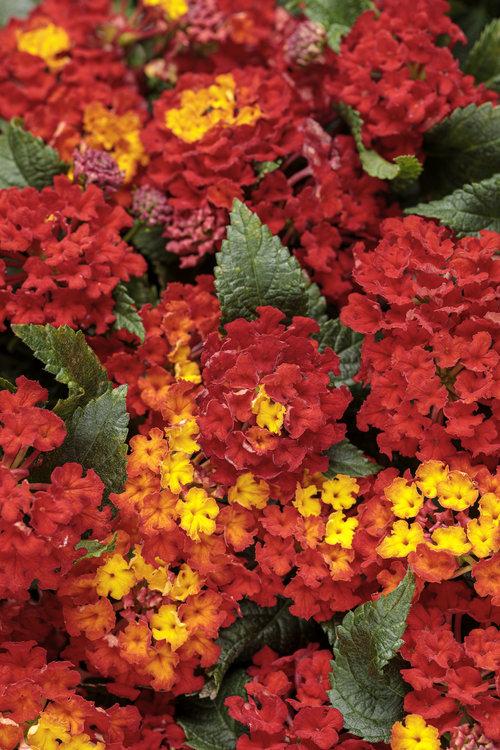 Lantana Luscious Royale Red Zone - View 1 from www redcrocus com