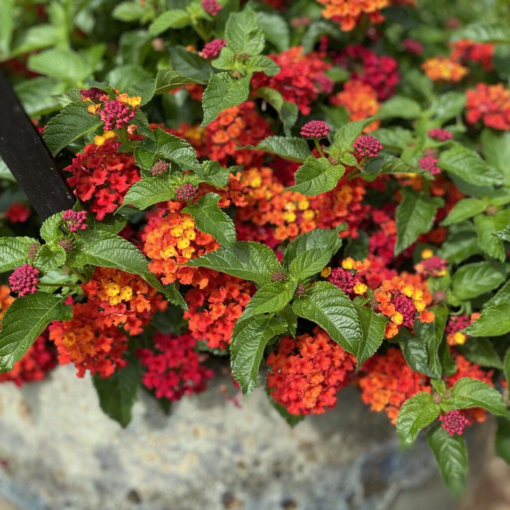 Lantana Luscious Royale Red Zone - View 2 from www redcrocus com