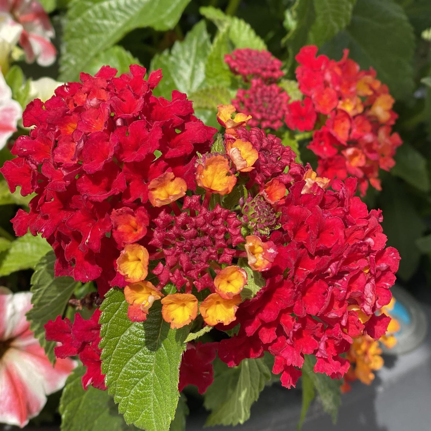 Lantana Luscious Royale Red Zone - View 3 from www redcrocus com
