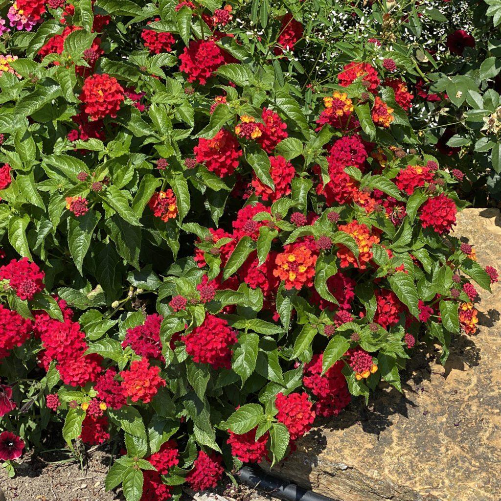 Lantana Luscious Royale Red Zone - View 4 from www redcrocus com