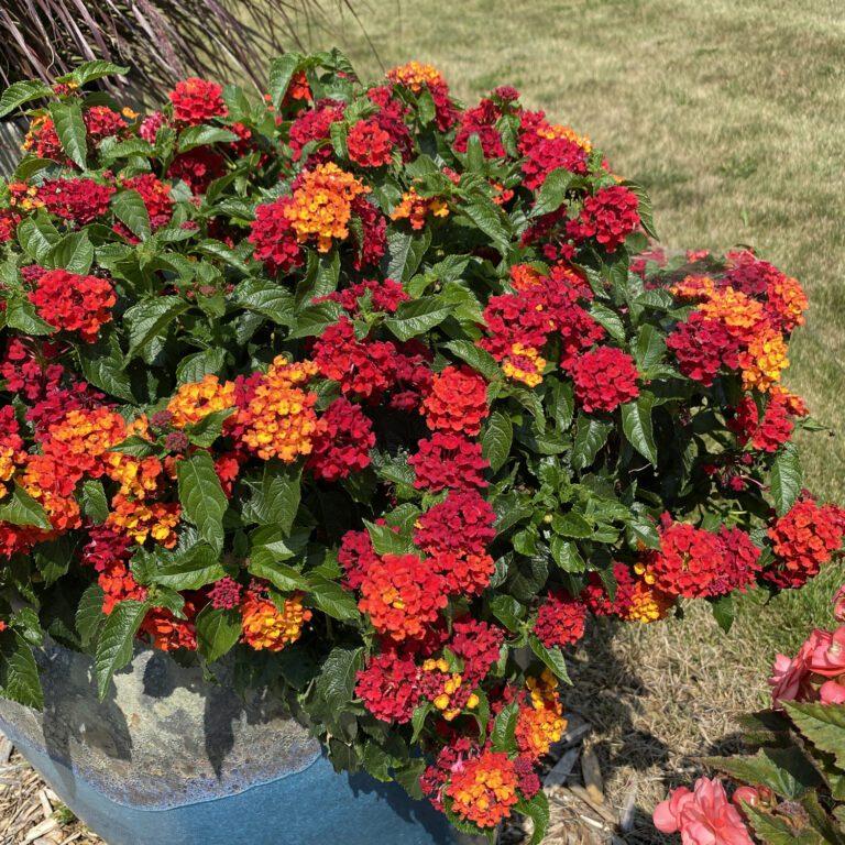 Lantana Luscious Royale Red Zone - View 5 from www redcrocus com