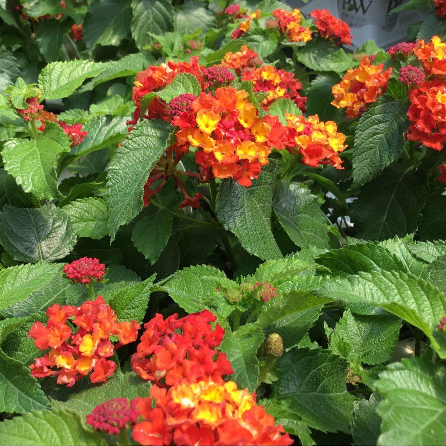 Lantana Luscious Royale Red Zone - View 6 from www redcrocus com