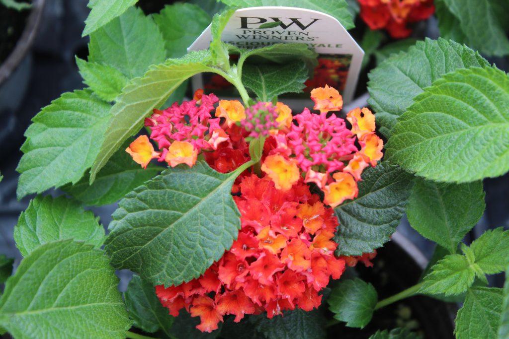 Lantana Luscious Royale Red Zone - View 8 from www redcrocus com