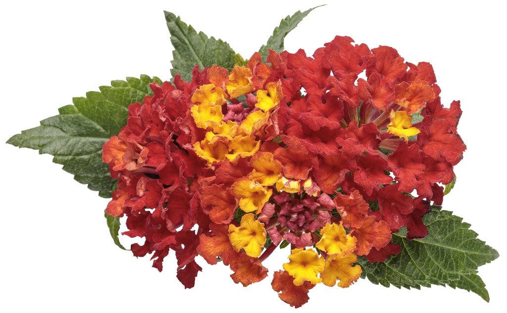 Lantana Luscious Royale Red Zone - View 9 from www redcrocus com