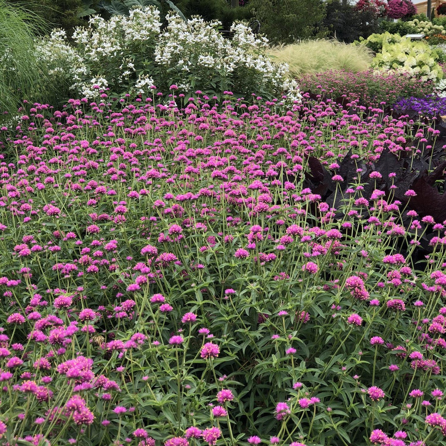 Gomphrena Truffula Pink - View 10 from www redcrocus com