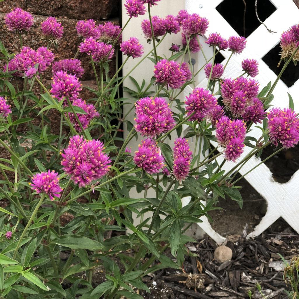 Gomphrena Truffula Pink - View 11 from www redcrocus com