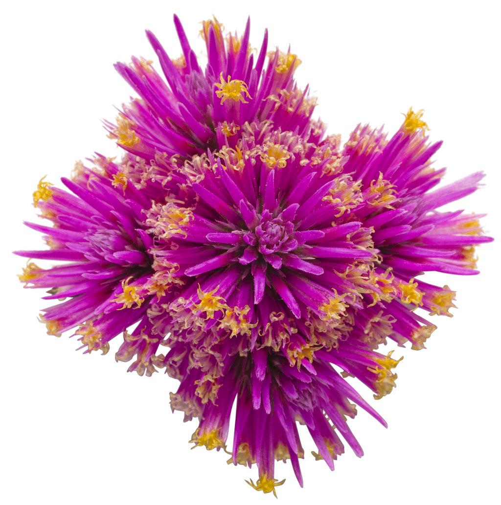 Gomphrena Truffula Pink - View 12 from www redcrocus com