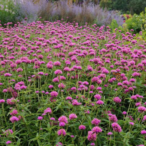 Gomphrena Truffula Pink - View 13 from www redcrocus com