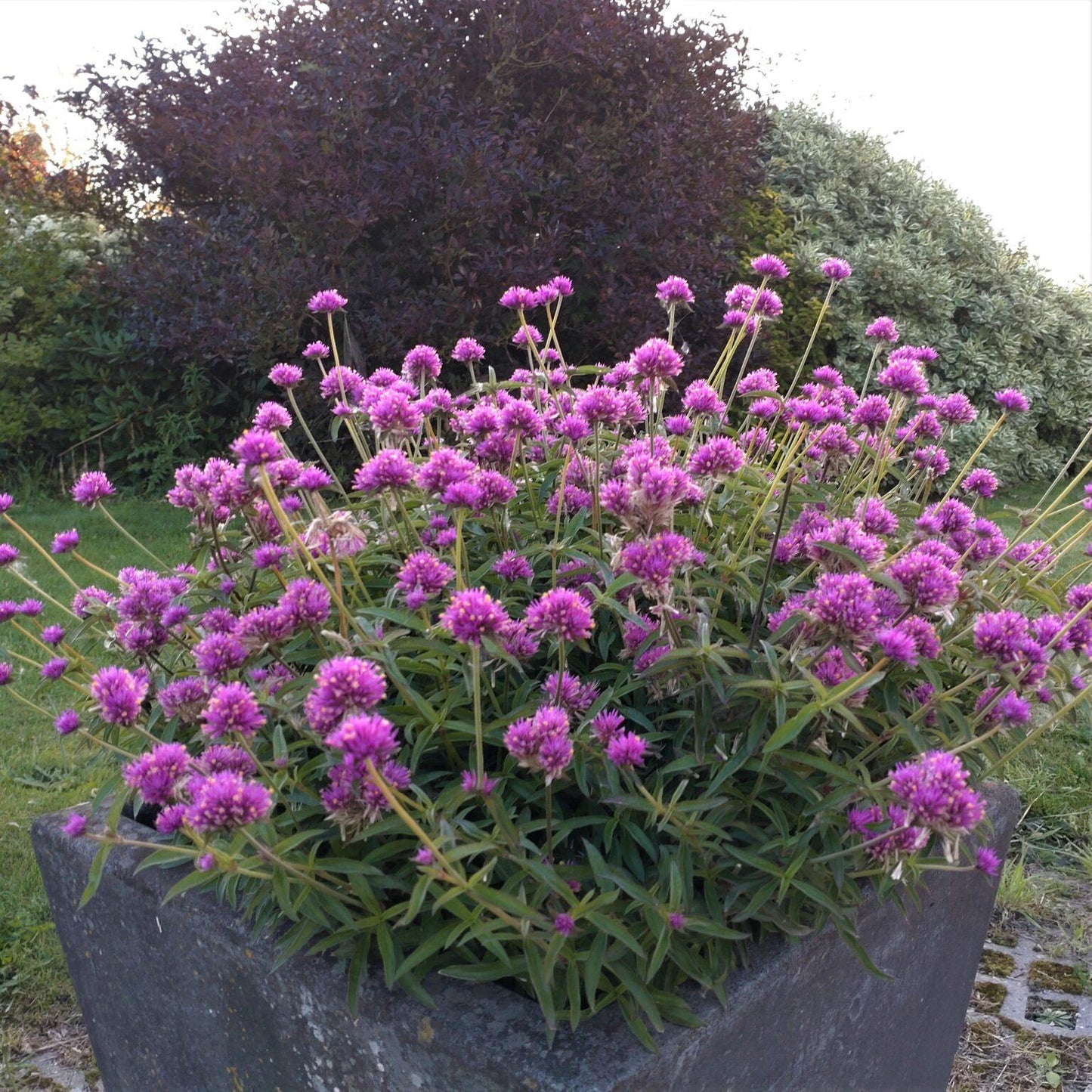 Gomphrena Truffula Pink - View 14 from www redcrocus com
