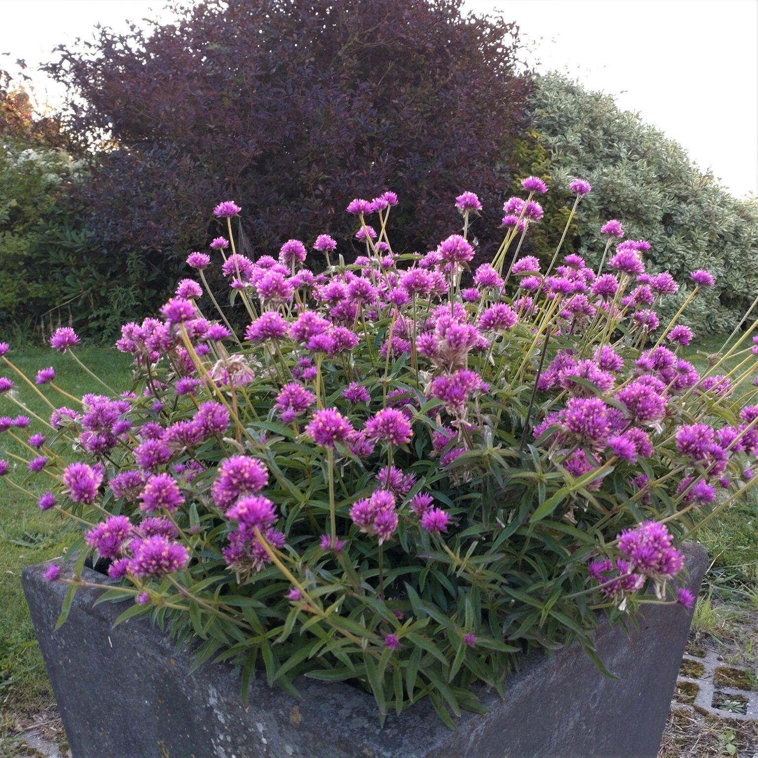 Gomphrena Truffula Pink - View 14 from www redcrocus com
