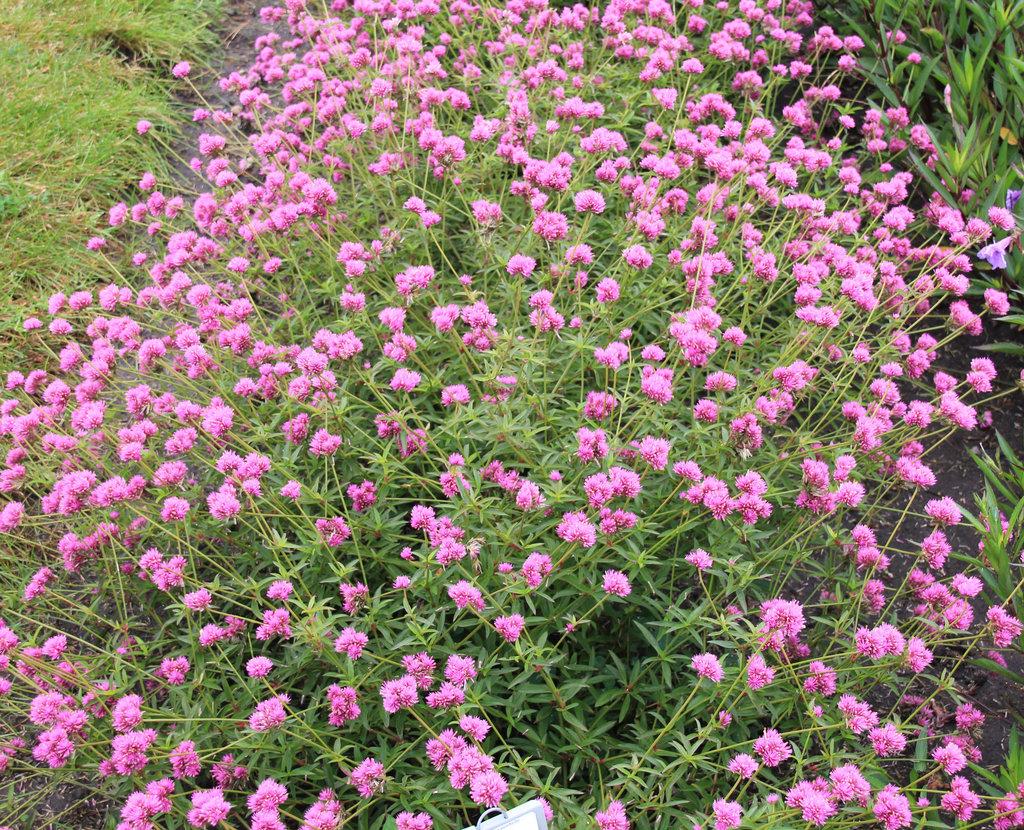 Gomphrena Truffula Pink - View 15 from www redcrocus com