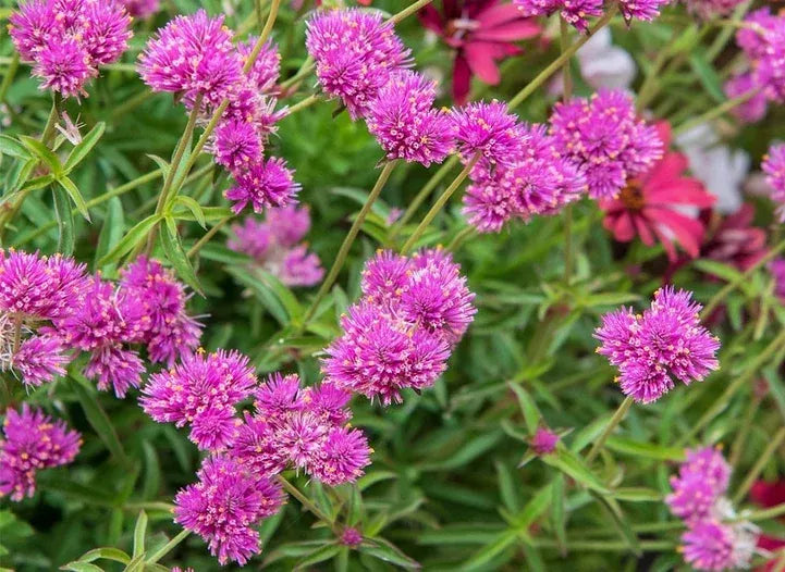 Gomphrena Truffula Pink - View 16 from www redcrocus com