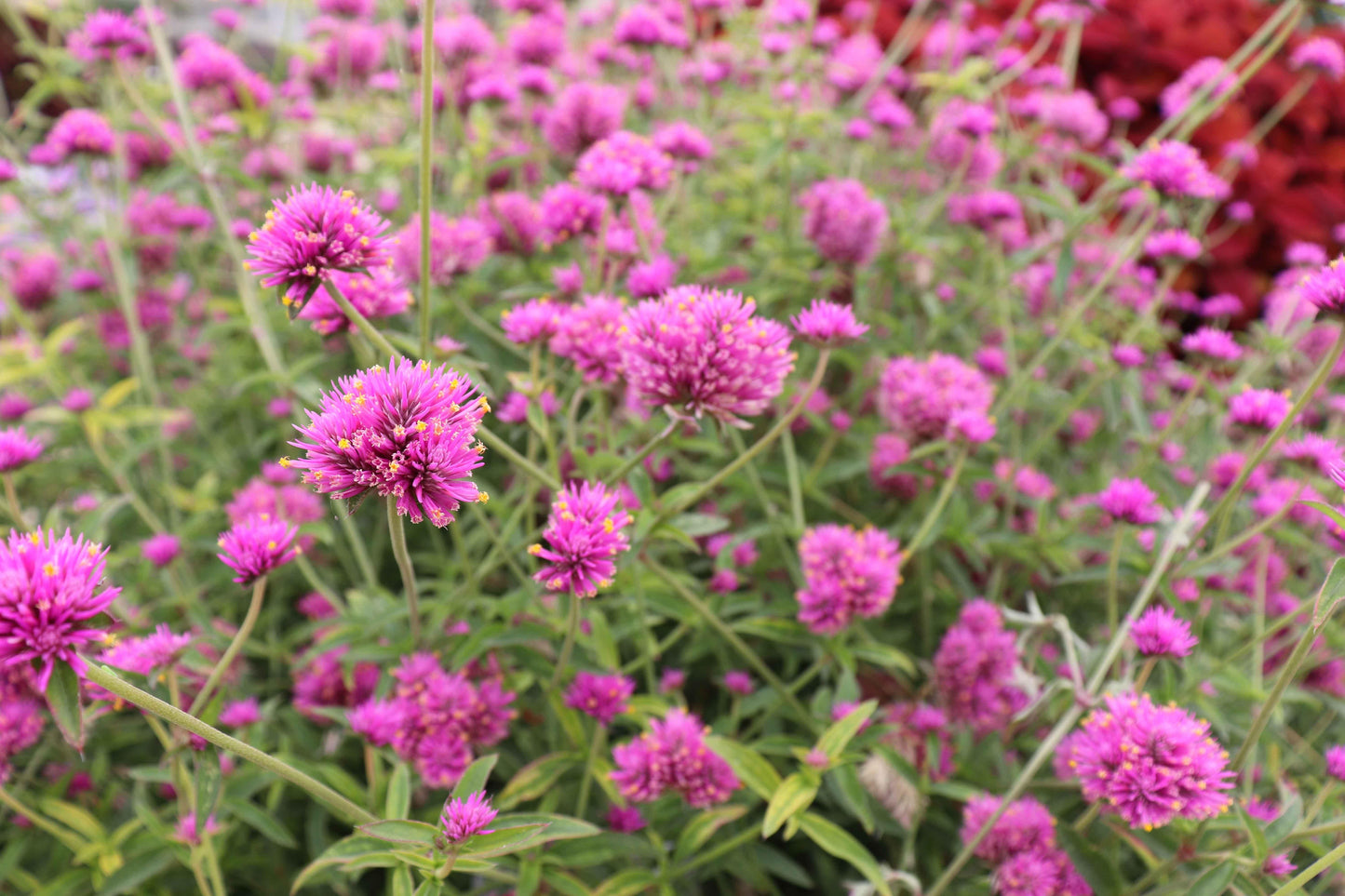 Gomphrena Truffula Pink - View 17 from www redcrocus com