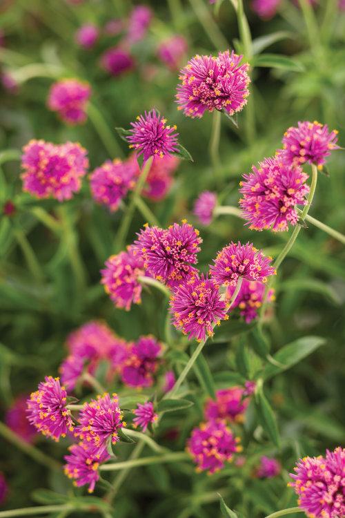 Gomphrena Truffula Pink - View 18 from www redcrocus com