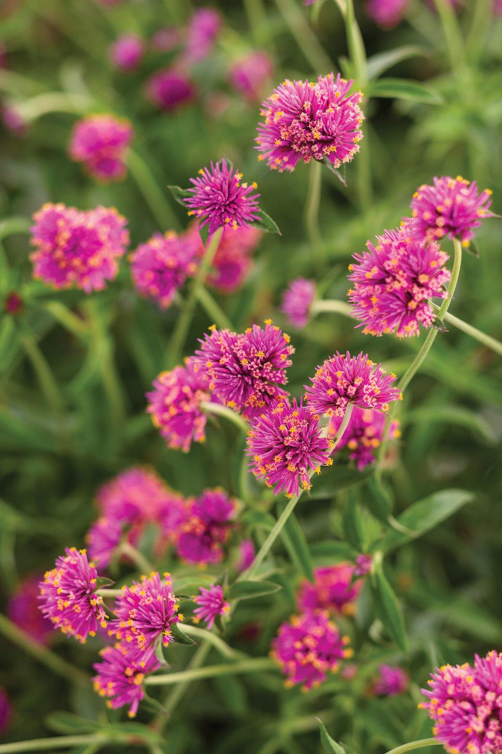 Gomphrena Truffula Pink - View 1 from www redcrocus com