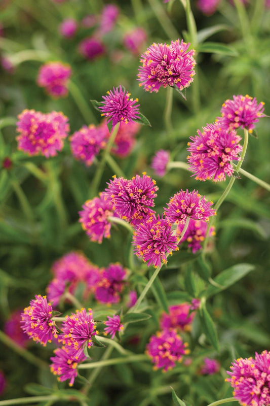 Gomphrena Truffula Pink - View 1 from www redcrocus com
