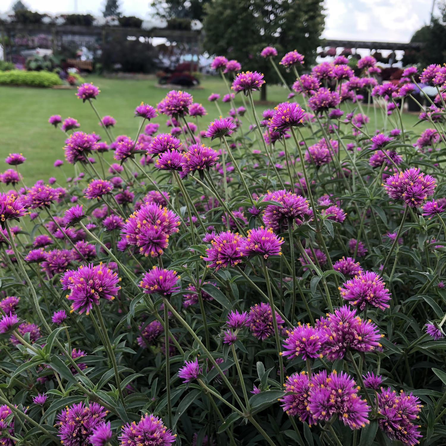 Gomphrena Truffula Pink - View 2 from www redcrocus com