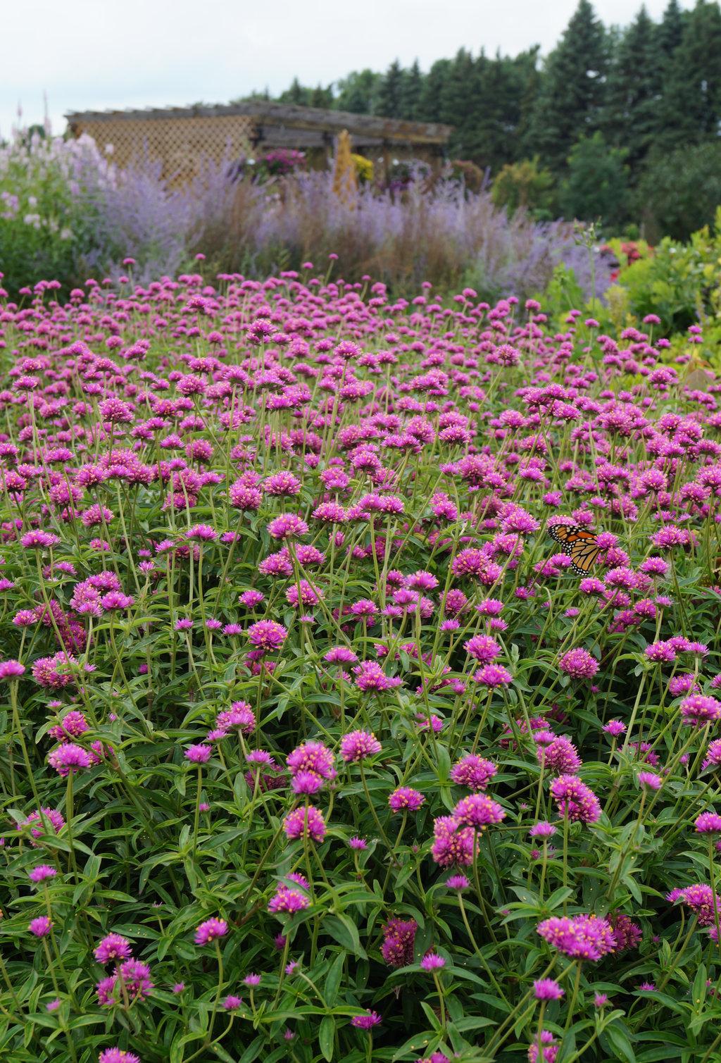 Gomphrena Truffula Pink - View 3 from www redcrocus com