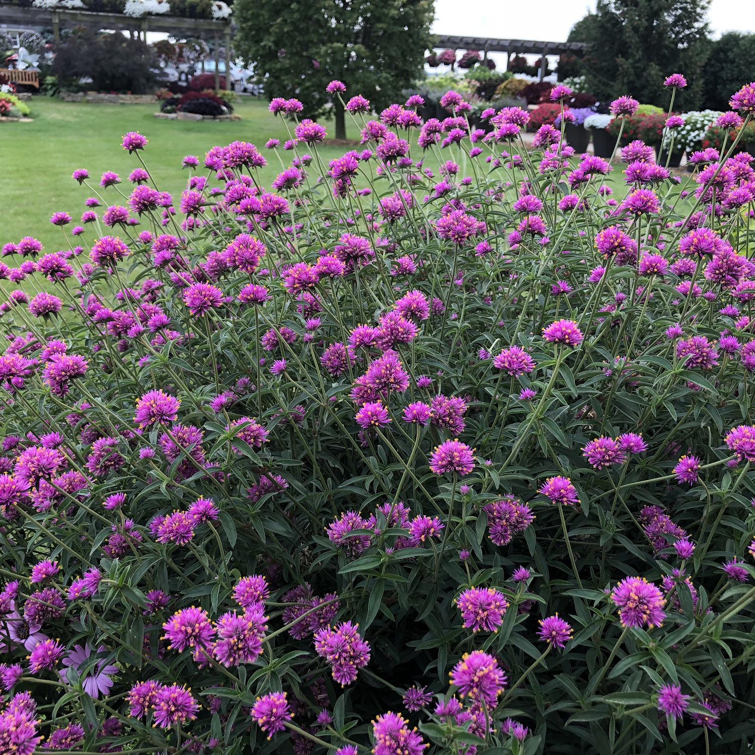 Gomphrena Truffula Pink - View 4 from www redcrocus com
