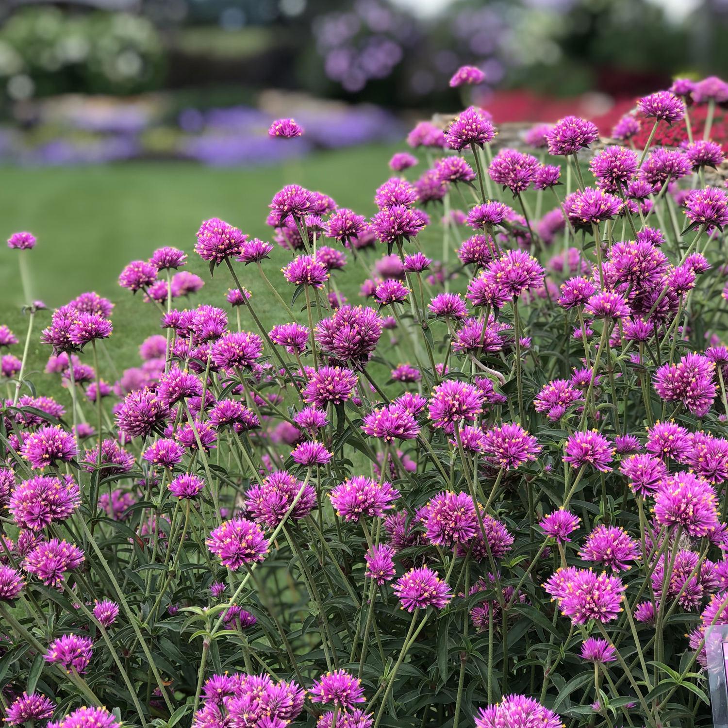 Gomphrena Truffula Pink - View 5 from www redcrocus com