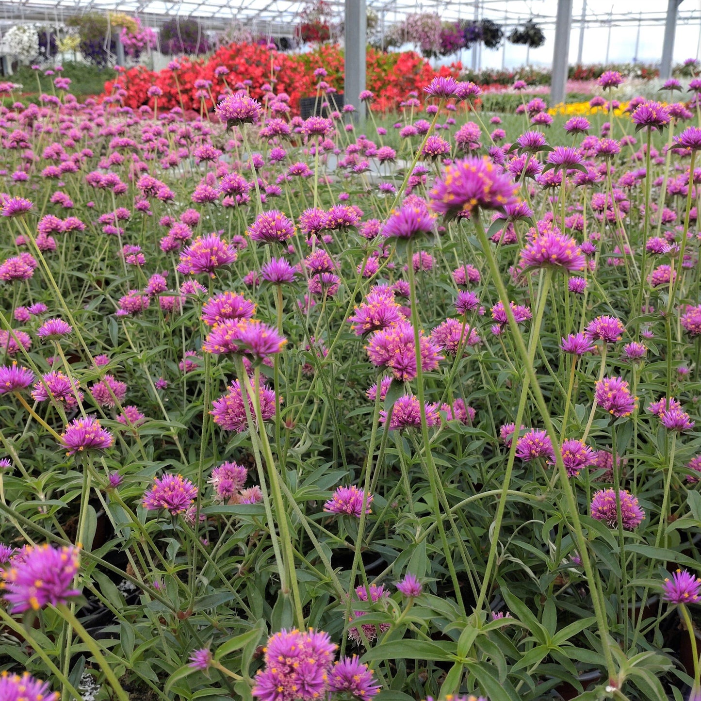 Gomphrena Truffula Pink - View 6 from www redcrocus com