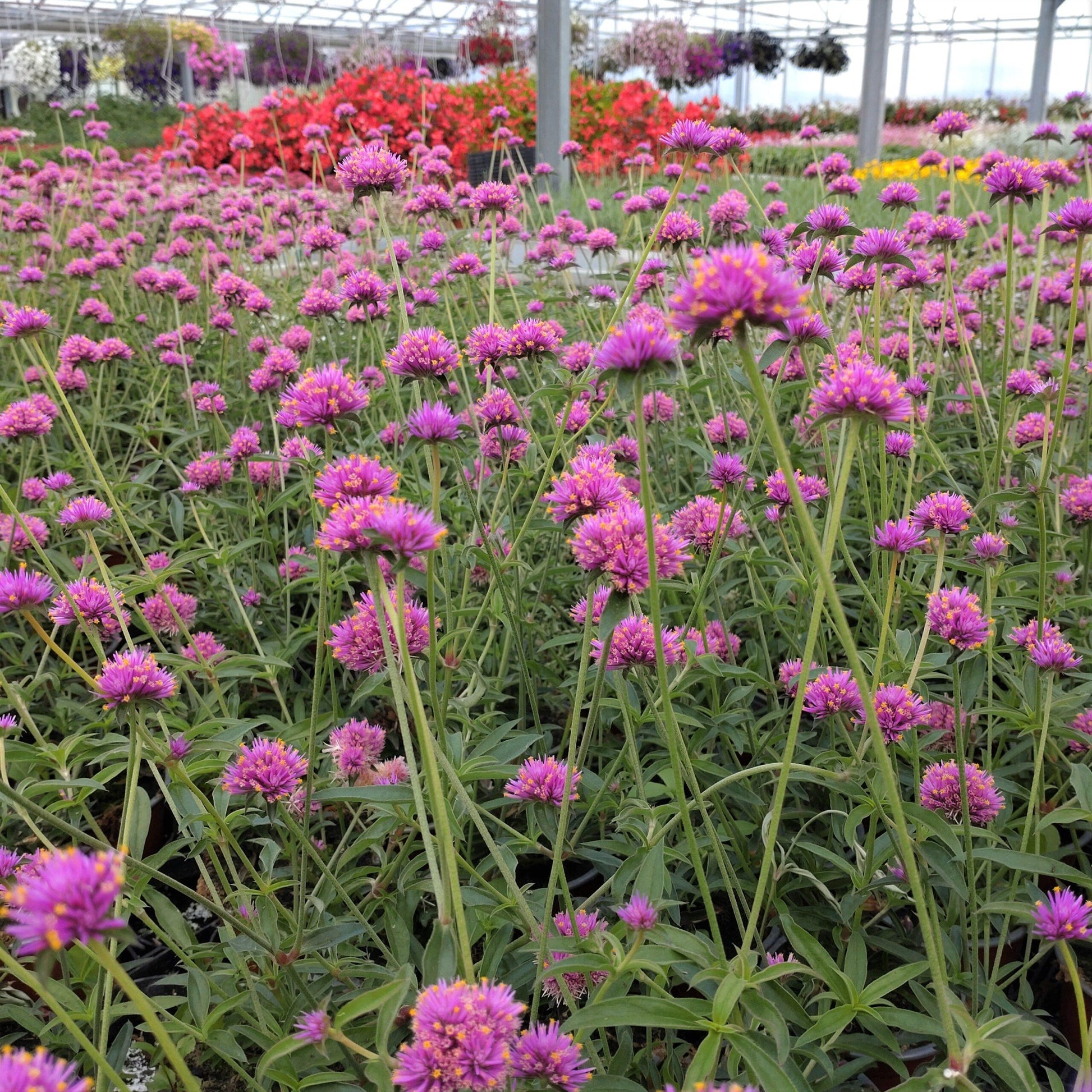 Gomphrena Truffula Pink - View 6 from www redcrocus com