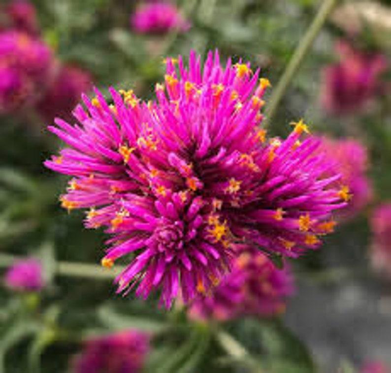 Gomphrena Truffula Pink - View 7 from www redcrocus com