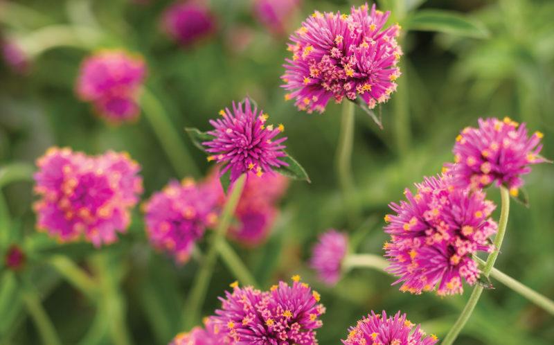 Gomphrena Truffula Pink - View 8 from www redcrocus com