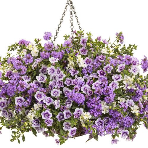 Angelonia Angelface Cascade Snow - View 11 from www redcrocus com