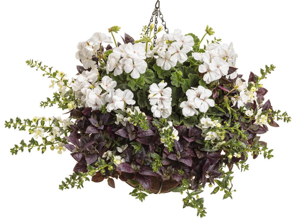Angelonia Angelface Cascade Snow - View 13 from www redcrocus com