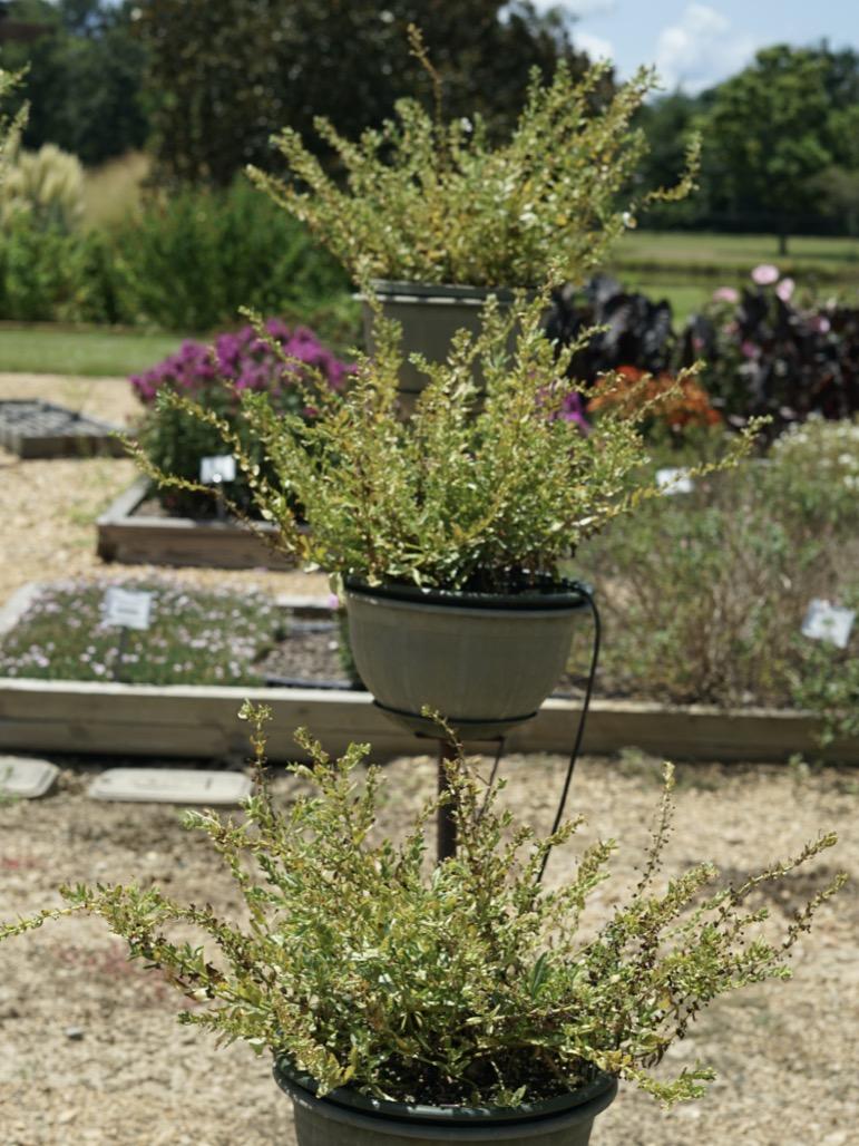 Angelonia Angelface Cascade Snow - View 14 from www redcrocus com