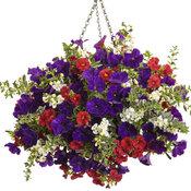 Angelonia Angelface Cascade Snow - View 15 from www redcrocus com