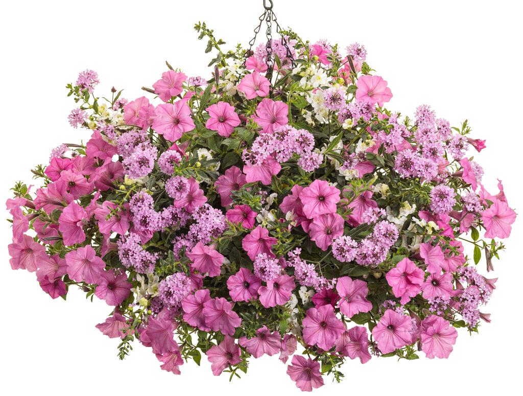 Angelonia Angelface Cascade Snow - View 16 from www redcrocus com